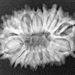 16 Mukhi Rudraksha 27.5mm 3.73gm - Xray