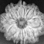 9 Mukhi Rudraksha 25.6mm 4.78gm - Xray