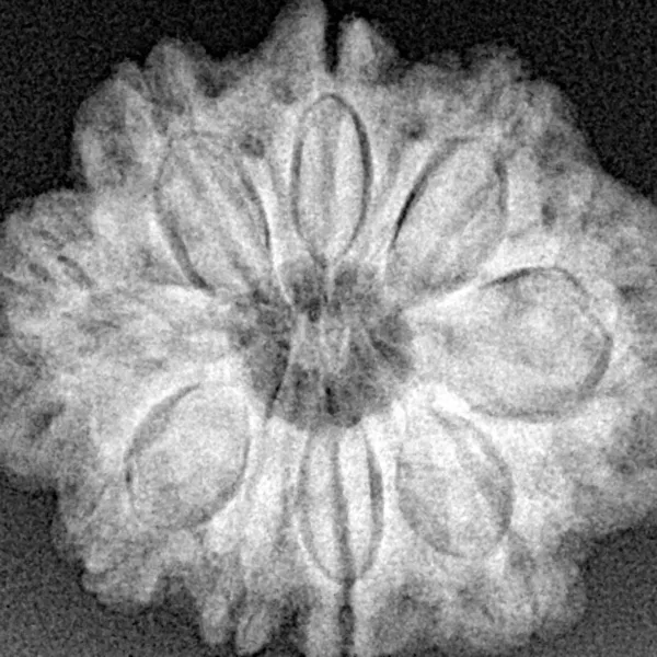 9 Mukhi Rudraksha 25.6mm 4.78gm - Xray