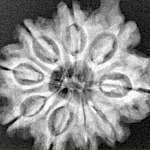 9 Mukhi Ganesh 25.7mm 4.57gm - Xray