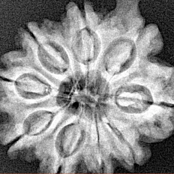 9 Mukhi Ganesh 25.7mm 4.57gm - Xray