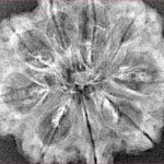 9 Mukhi Rudraksha 31.8mm 3.87gm - Xray
