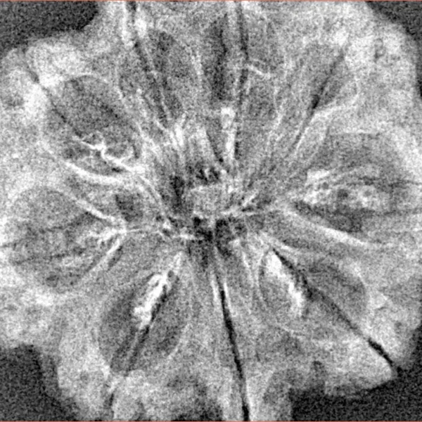 9 Mukhi Rudraksha 31.8mm 3.87gm - Xray