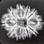 11 Mukhi Rudraksha 24.8mm 2.94gm - Xray