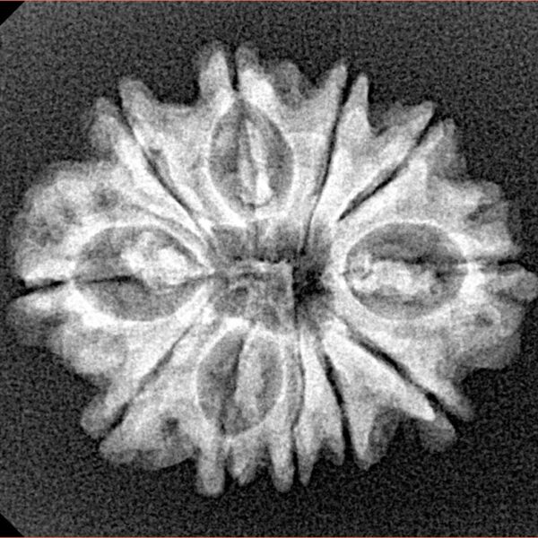 11 Mukhi Rudraksha 24.8mm 2.94gm - Xray