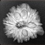 11 Mukhi Ganesh 22.4mm 4gm - Xray