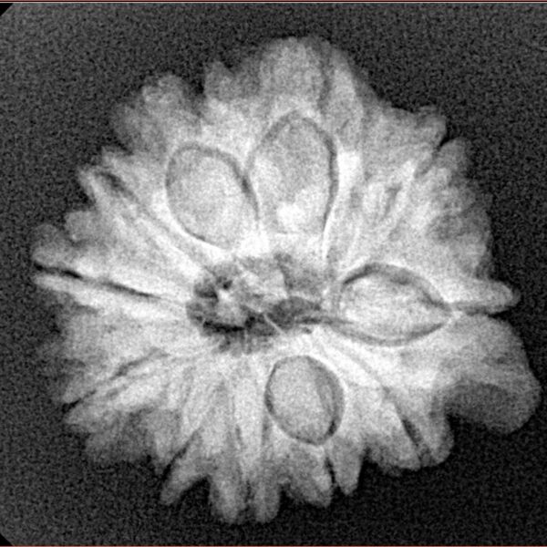 11 Mukhi Ganesh 22.4mm 4gm - Xray