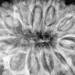 11 Mukhi Rudraksha 37.4mm 11.12gm - Xray