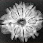 9 Mukhi Rudraksha 25.4mm 5.09gm - Xray