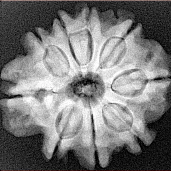 9 Mukhi Rudraksha 25.4mm 5.09gm - Xray