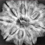 9 Mukhi Rudraksha 30.1mm 6.93gm - Xray