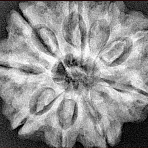 9 Mukhi Rudraksha 30.1mm 6.93gm - Xray