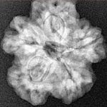 1MK(Underdeveloped) 23.9mm 3.86gm - Xray