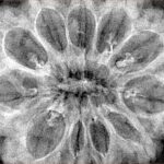 11 Mukhi Rudraksha 35.4mm 6.85gm - Xray