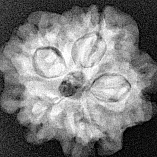 1MK(Underdeveloped) 22.6mm 3.54gm - Origin: Nepal - Xray