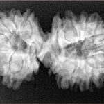 17 Mukhi Gaurishankar 35.9mm 6.06gm - Xray