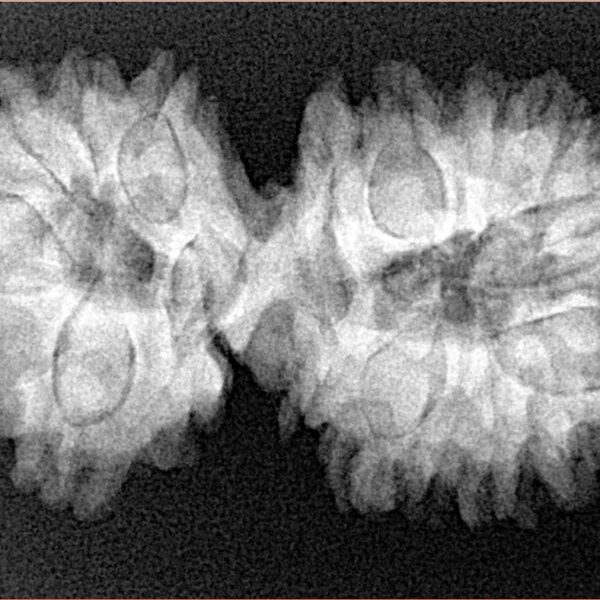 17 Mukhi Gaurishankar 35.9mm 6.06gm - Xray