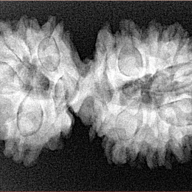 17 Mukhi Gaurishankar 35.9mm 6.06gm - Xray