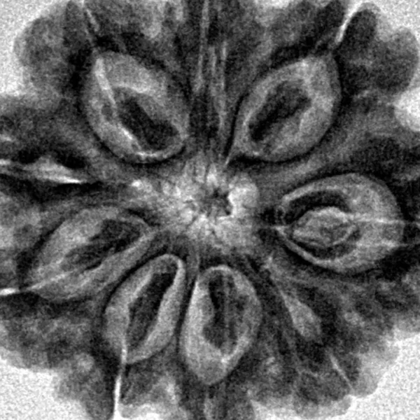 9 Mukhi Rudraksha 28.2mm 5.88gm - Xray