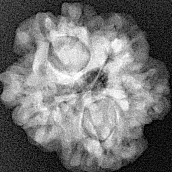 1MK(Underdeveloped) 22.5mm 3.5gm - Xray