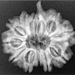 11 Mukhi Ganesh 25mm 4gm - Xray