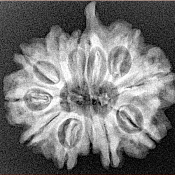 11 Mukhi Ganesh 25mm 4gm - Xray