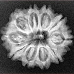 10 Mukhi Rudraksha 24.8mm 4gm - Xray