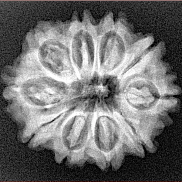 10 Mukhi Rudraksha 24.8mm 4gm - Xray