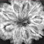 9 Mukhi Rudraksha 28.5mm 5.54gm - Xray