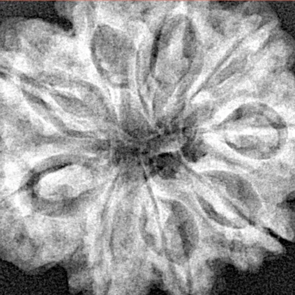 9 Mukhi Rudraksha 28.5mm 5.54gm - Xray