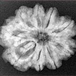 9 Mukhi Rudraksha 26.9mm 4.86gm - Xray