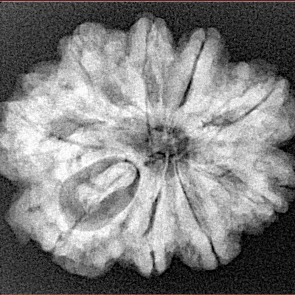 9 Mukhi Rudraksha 26.9mm 4.86gm - Xray