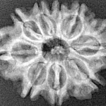 9 Mukhi Rudraksha 25mm 3.39gm - Xray