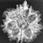 9 Mukhi Ganesh 22.2mm 3gm - Xray