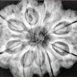 9 Mukhi Rudraksha 30.3mm 9.42gm - Xray