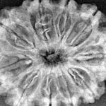 10 Mukhi Rudraksha 32mm 5.5gm - Xray