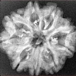 9 Mukhi Rudraksha 26.8mm 3.73gm - Xray