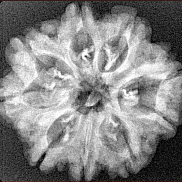 9 Mukhi Rudraksha 26.8mm 3.73gm - Xray