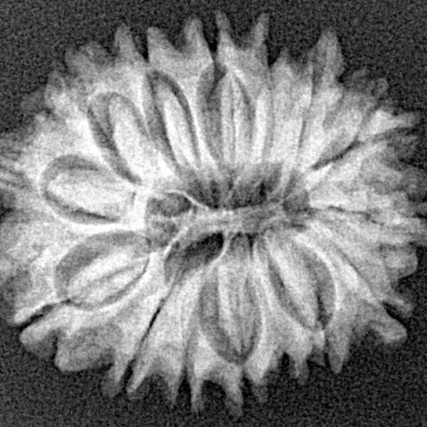 16 Mukhi Rudraksha 24.9mm 3.36gm - Xray