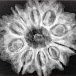 10 Mukhi Rudraksha 28.9mm 6.13gm - Xray