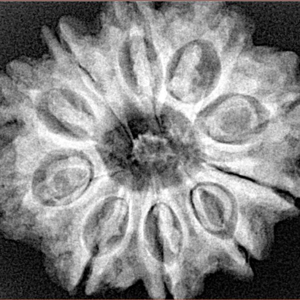 10 Mukhi Rudraksha 28.9mm 6.13gm - Xray