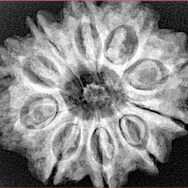 10 Mukhi Rudraksha 28.9mm 6.13gm - Xray