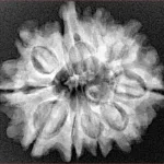 10 Mukhi Ganesh 26.5mm 4.75gm - Xray