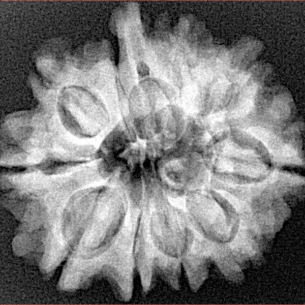 10 Mukhi Ganesh 26.5mm 4.75gm - Xray