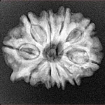 10 Mukhi Ganesh 24.2mm 3.68gm - Xray