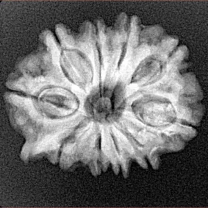10 Mukhi Ganesh 24.2mm 3.68gm - Xray
