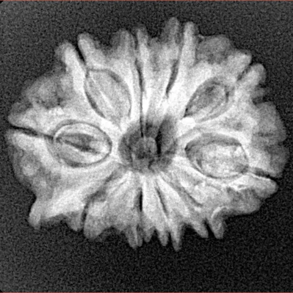 10 Mukhi Ganesh 24.2mm 3.68gm - Xray