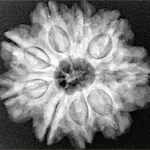 9 Mukhi Rudraksha 25.9mm 5.77gm - Xray