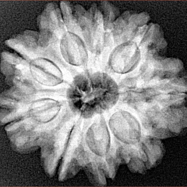 9 Mukhi Rudraksha 25.9mm 5.77gm - Xray