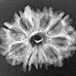 11 Mukhi Ganesh 25.1mm 2.47gm - Xray